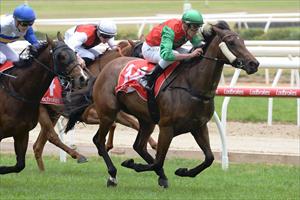 Katsuma, Mornington 3 Nov 2019 Katsuma, Mornington 3 Nov 2019